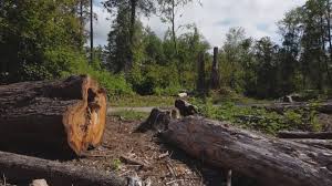 Best Tree Risk Assessment  in East Farmingdale, NY