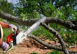 Best Hedge Trimming  in East Farmingdale, NY