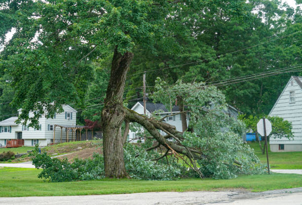 Best Stump Grinding and Removal  in East Farmingdale, NY